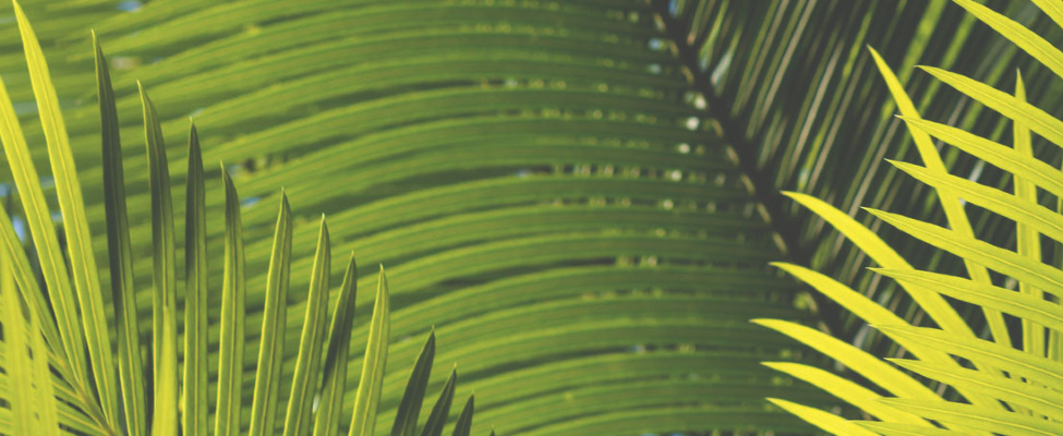 Mis on RSPO kaubamärgi taga?