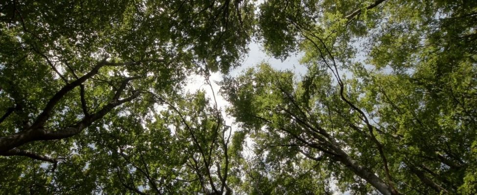 Aizliegums tirgot  FSC® materiālu no Krievijas un Baltkrievijas līdz iebrukuma beigām