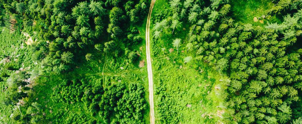 FSC<sup>®</sup> Forest Management Standards